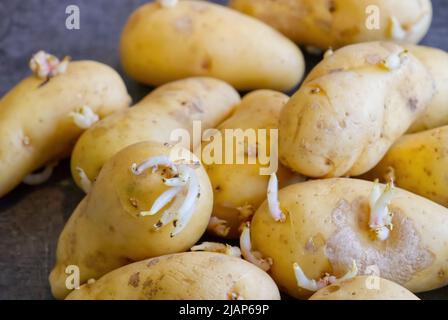 Gekeimte Kartoffeln. Makroaufnahme von Saatkartoffeln mit Sprossen. Wurzelpflanzen zum Pflanzen. Landwirtschaft und Landwirtschaft. Stockfoto