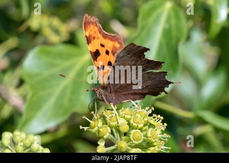 Ein Komma-Schmetterling (Polygonia c-Album), der sich von Efeublumen ernährt. Aufgenommen in Hawthorn Hive, County Durham, Großbritannien Stockfoto