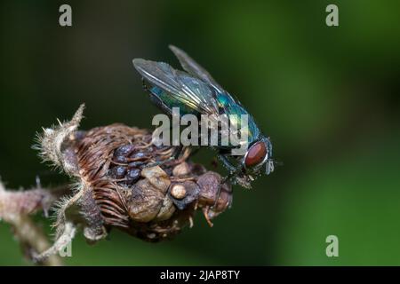 Eine grüne Flasche fliegt (Lucilia sericata) in Ruhe auf einer Himbeere, die etwas hinter ihrer besten Seite liegt. Aufgenommen in Hawthorn Hive, County Durham, Großbritannien Stockfoto