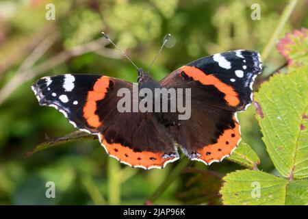 Ein roter Admiralsschmetterling (Vanessa atalanta), der auf einem Blatt ruht. Aufgenommen im Hawthorn Hive bei Seaham, Großbritannien. Stockfoto