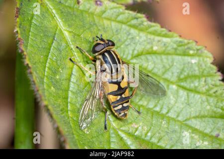 Eine Schwebefliege (Heliophilus sp.), die sich auf einem Blatt sonnt. Aufgenommen im Hawthorn Hive bei Seaham, Großbritannien. Stockfoto