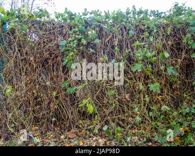 Ein Zaun, der mit getrocknetem Efeu umschlungt ist. Herbstvegetation. Stockfoto