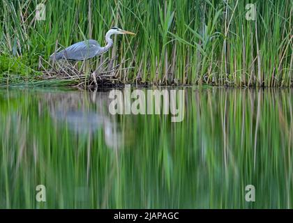 29. Mai 2022, Brandenburg, Berkenbrück: Ein Graureiher (Ardea cinerea), früher Reiher genannt, lauert an einem Schilfgürtel am Ufer des Dehmsees. Foto: Patrick Pleul/dpa Stockfoto