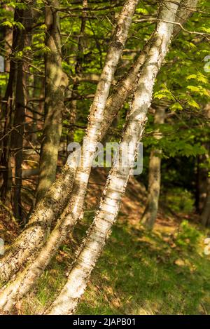 Gruppe von Betula papyrifera weiße Birke auf bewaldeten Hügeln in Michigan Stockfoto