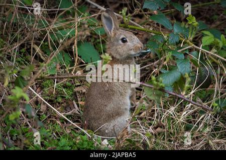 Ein Kaninchen, das auf dem Aussichtspunkt steht. Aufgenommen in Barnes Park, Sunderland, Großbritannien. Stockfoto