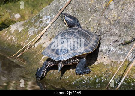 Ein nicht-einheimischer Terrapin, gesichtet in Barnes Park, Sunderland, Großbritannien. Stockfoto