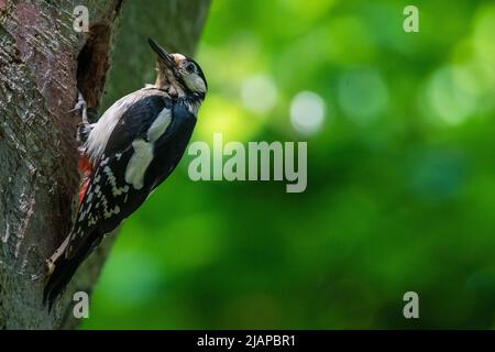 Ein männlicher Großfleckspecht (Dendrocopos major) füttert seine Jungen in ihrem Nestloch. Aufgenommen in Barnes Park, Sunderland, Tyne & Wear, Großbritannien Stockfoto