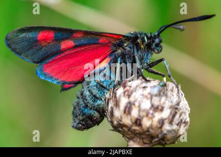 Auf einem Blütenkopf ruht eine burnett-Motte (Zygaena sp). Aufgenommen am Nose's Point in der Nähe von Seaham, County Durham, Großbritannien. Stockfoto