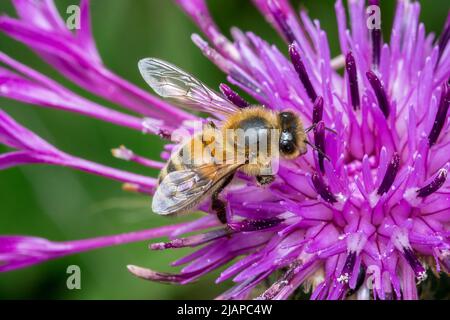 Eine europäische Honigbiene (APIs mellifera) auf einer lila Blume. Aufgenommen in Nose's Point, Seaham, Großbritannien Stockfoto