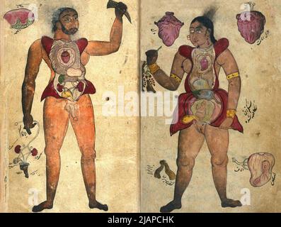 Anonyme persische anatomische Illustrationen aus dem Iran oder Pakistan, c.1680Ð1750 mit anatomischen Figuren eines Schwangeren und eines Mannes. Die Frau hält eine Bauchhautlappe zurück, um den gravidierten Uterus freizulegen, während sie in ihrer anderen Hand eher eine Pflanze als einen Teil des Körpers zu halten scheint, obwohl dies als Hinweis auf die weiblichen Genitalien interpretiert werden könnte. Die männliche Figur hat seinen Bauch und seine Brust geöffnet, um die inneren Organe zu enthüllen. In einem Band, der Tibb al-Akbar (AkbarÕ Medizin) von Muhammad Akbar enthält. Stockfoto