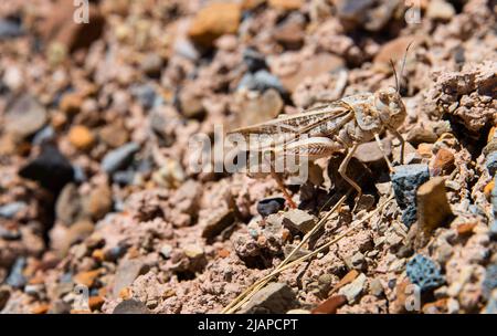 Grasshopper in einer kargen, trockenen Umgebung im Dinosaurier-Steinbruch Cleveland-Lloyd, Utah, USA. Eine optimierte Version eines US National Park Service. Bildnachweis: NPS/M.Reed Stockfoto