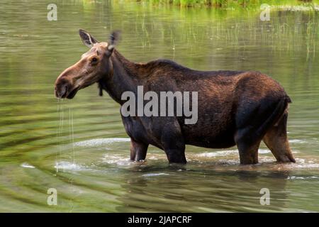 Kuhelche füttern in einem See, Glacier National Park. Der Elch (in Nordamerika) oder Elch (in Eurasien) (Alces alces) gehört zur Unterfamilie der New World Deer und ist die größte und am schwersten erhaltene Art in der Familie der Hirsche. Der Glacier National Park ist ein US-amerikanischer Nationalpark im Nordwesten von Montana, an der Grenze zu CanadaÐUnited, einer optimierten Version eines US-Nationalparkdienstes. Bildnachweis: NPS/D.Restivo Stockfoto