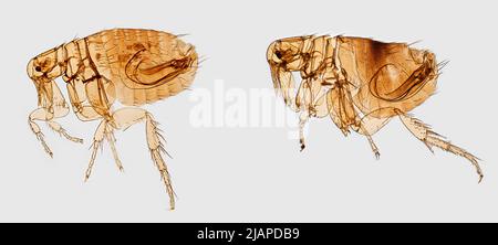Zwei vergrößerte linke Seitenansichten von männlichen orientalischen Rattenflöhen, Xenopsylla cheopis, einem bekannten Beulenpest-Vektor. Diese Exemplare wurden aus dem Fell einer malaysischen Hausratte, Rattus rattus diardii, geerntet, die sich in einem ländlichen Dorf im Boyolali Regency District der Provinz Zentraljava in Indonesien befand Stockfoto