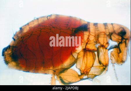 Xenopsylla cheopis (orientalischer Rattenfloh) mit Blut vergossen. Dieser Floh ist der primäre Vektor der Pest bei den meisten großen Pestepidemien in Asien, Afrika und Südamerika. Sowohl männliche als auch weibliche Flöhe können die Infektion übertragen. Floh - Xenopsylla cheopis Pestmasse in poventriculus mit fingerähnlicher Projektion in den Magen - dritter Tag der Infektion mit P. pestis. http://www.cdc.gov/ncidod/dvbid/plague/index.htm 28; C 44272 Stockfoto