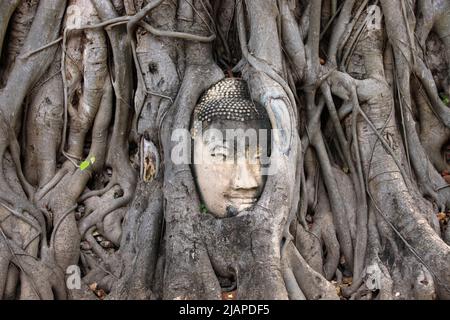 Ein Buddha-Kopf umrahmte sich in einem Rohrbaum am Wat Mahathat Tempel, Ayutthaya Historical Park, Ayutthaya. Ayutthaya Provinz, Thailand. Ficus religiosa oder Heilige Feige ist eine Feigenart, die auf dem indischen Subkontinent und Indochina beheimatet ist und zu den Moraceae, der Familie der Feigen oder Maulbeeren, gehört. Es ist auch bekannt als Bodhi-Baum, Pippala-Baum, Peepul-Baum, Peepal-Baum, Pipal-Baum oder Ashvattha-Baum (in Indien und Nepal). Die heilige Feige gilt als religiös bedeutsam in drei großen Religionen, die auf dem indischen Subkontinent entstanden sind: Hinduismus, Buddhismus und Jainismus. Stockfoto