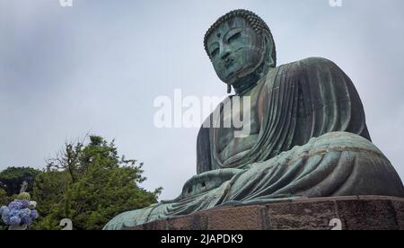 Der große Buddha von Kamakura (Kamakura Daibutsu) ist eine große Bronzestatue von Amitabha, die sich auf dem Kotoku-in Tempelgelände, Kamakura, Präfektur Kanagawa, Japan, befindet. Die Statue ist inklusive der Basis 13,35m (44ft) hoch und wiegt etwa 93 Tonnen. Tempelrekorde geben an, dass die Statue um 1252, während der Kamakura-Periode, nach der sie benannt ist, gegossen wurde. Die Statue ist hohl, und Besucher können das Innere sehen. Stockfoto