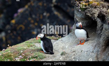 Papageitaucher, Shetland-Inseln, Schottland. Ein Paar Papageitaucher vor ihrem Bau in der Nähe der Sumbergh RSPB-Anlage auf den Shetland Islands, Schottland, Vereinigtes Königreich. Stockfoto