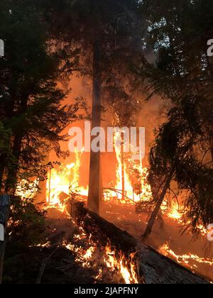 Ein Waldbrand wütet außer Kontrolle. Archie Creek Fire, Oregon, Vereinigte Staaten von Amerika. September 2020 eine optimierte / verbesserte Version eines US Forest Service Bildnachweis: USDA Stockfoto