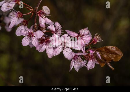 Rosafarbene Blüten der blühende Pflaume (Prunus „Gewitterwolke“) Stockfoto