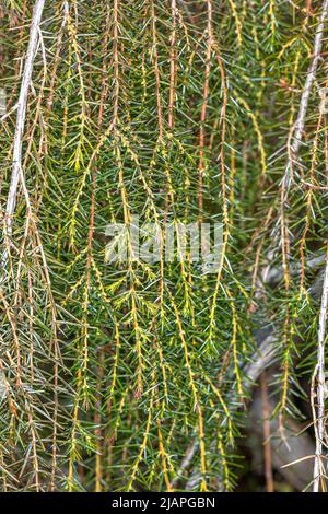 Blätter und Triebe des Tempels Juniper (Juniperus rigida ‘Pendula’) Stockfoto