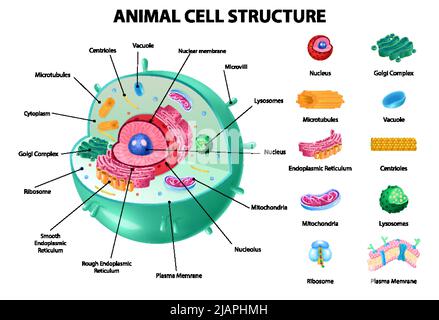 Infografiken zur Anatomie von Tierzellen mit detailliertem pädagogischem Diagramm und beschrifteter realistischer Vektordarstellung der Elemente Stock Vektor