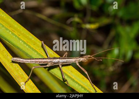 Südlicher zweigestreifter Wanderstock - Anisomorpha buprestoides Stockfoto