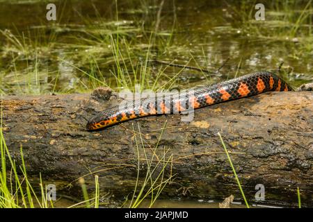 Östliche Schlammschlange - Farancia abacura Stockfoto