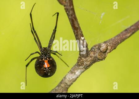 Südliche Schwarze Witwe Spider - Latrodectus mactans Stockfoto