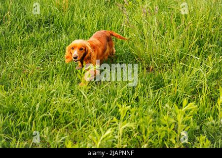Unschärfe-orange Hund. Happy Red Cocker Spaniel Welpe Porträt im Freien im Sommer. Spaniel läuft draußen auf dem Feld. Speicherplatz kopieren. Nicht fokussiert. Stockfoto