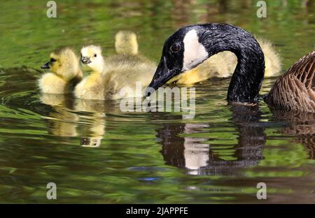 Mutter Kanada Gänse und Babys schwimmen auf dem See mit schönen Reflexen und grünem Vordergrund Stockfoto