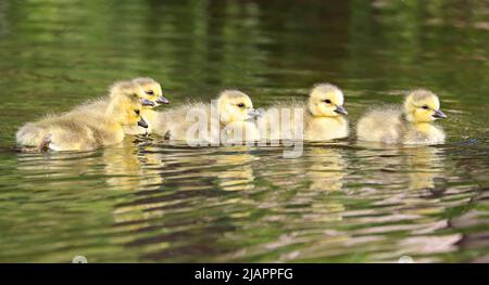 Kanadische Gänsebabys schwimmen auf dem See mit schönen Reflexen und grünem Vordergrund Stockfoto