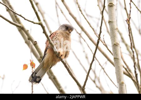 Männlicher eurasischer Turmfalke auf der Suche nach Beute, während er hoch in einem Baum thront. England, Großbritannien. Stockfoto