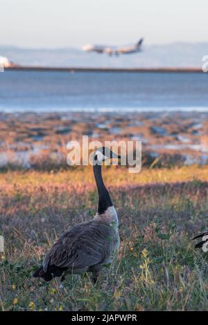 Eine kanadagans (Branta canadensis) im Gras am internationalen Flughafen von San Francisco, als ein Flugzeug dahinter landet. Stockfoto