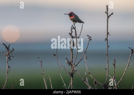 Annas Kolibri (Calypte anna) auf dem Gelände des internationalen Flughafens von San francisco, Kalifornien, gesehen. Stockfoto