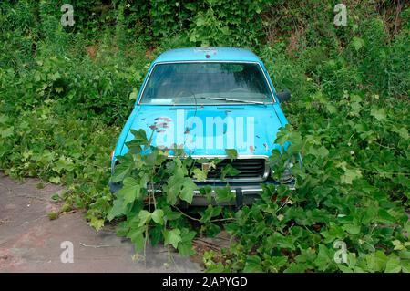 Kudzu, das sich schnell bewegende Unkraut, das im Süden der USA ein Auto übernehmen wird, wird es in 15 Tagen tun Stockfoto