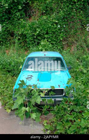 Kudzu, das sich schnell bewegende Unkraut, das im Süden der USA ein Auto übernehmen wird, wird es in 15 Tagen tun Stockfoto