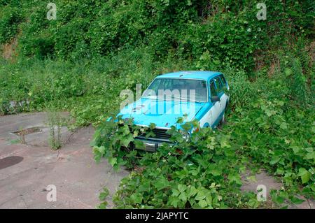 Kudzu, das sich schnell bewegende Unkraut, das im Süden der USA ein Auto übernehmen wird, wird es in 15 Tagen tun Stockfoto