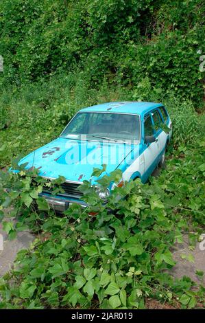 Kudzu, das sich schnell bewegende Unkraut, das im Süden der USA ein Auto übernehmen wird, wird es in 15 Tagen tun Stockfoto