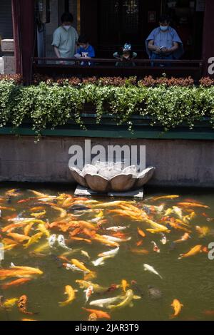 Shanghai, China. 31.. Mai 2022. Kinder füttern Fische im Yuyuan Garten im Huangpu Bezirk von Shanghai, Ostchina, 31. Mai 2022. Quelle: Jin Liwang/Xinhua/Alamy Live News Stockfoto