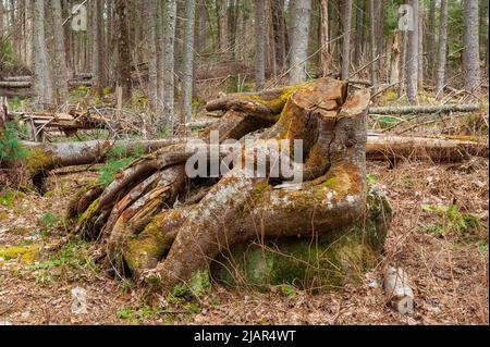 Verschlungene Wurzeln eines Baumstumpfes auf einem Felsen, in Nadelwäldern mit umgestürzten Bäumen. Paul Smith's College Visitor Interpretive Center, New York. Stockfoto