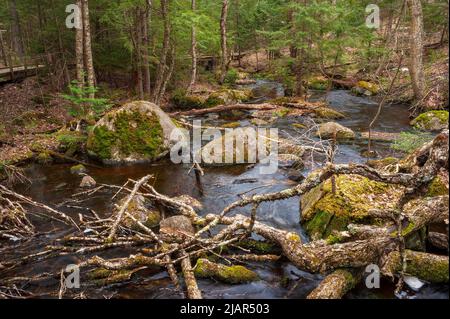 Barnum Brook - Naturlehrpfade mit einer Promenade entlang des Flusses. Wasser rauscht an Felsbrocken und umgestürzten Bäumen durch einen borealen Wald aus Schwarzfichten. Stockfoto