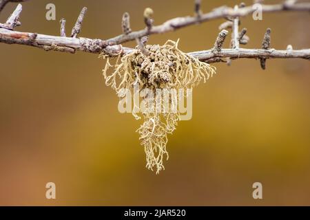 Nahaufnahme einer Bartflechte (Usnea hirta) auf einem Zweig. Foto mit selektivem Fokus. Paul Smith's College VIC (Visitor Interpretive Center), New York, USA. Stockfoto