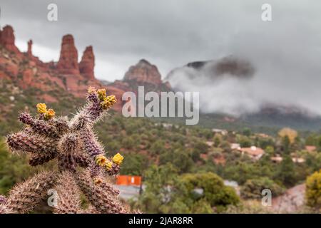 Kaktusblüten mit Blick auf Twin Sisters Buttes, Sedona, Arizona, USA Stockfoto