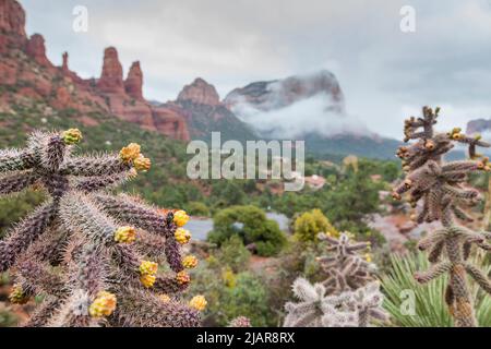 Kaktusblüten mit Blick auf Twin Buttes und Bell Rock, Sedona, Arizona, USA Stockfoto