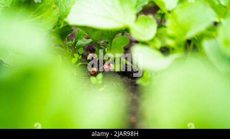 Rote Rettich-Wurzelernte im Boden im Gemüsegarten Stockfoto