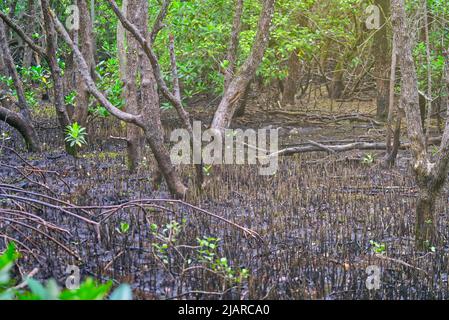 Mangrovenbaumwurzelsystem, das Peg Root im Mangrovenwald der Khung Kraben Bay in Chanthaburi, Thailand, genannt wurde. PEG-Wurzel oder Pneumatophores in Sci Stockfoto