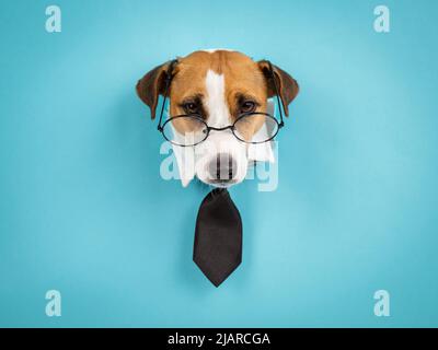 Hundejacker russell Terrier in einer Brille und eine Krawatte ragt aus einem Loch auf blauem Hintergrund. Stockfoto