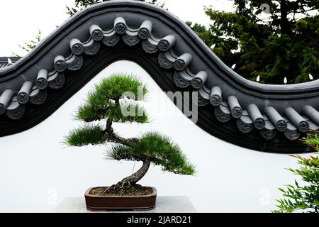 Bonsai-Baum im Chinesischen Garten des Botanischen Gartens von Montréal, gegen eine traditionelle geschwungene weiße Gartenmauer. Stockfoto