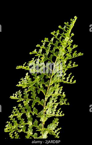 Grüne tropische Blätter isoliert auf schwarzem Hintergrund, Nahauffallmakro aus schönem Laub, aufgenommen in geringer Schärfentiefe Stockfoto