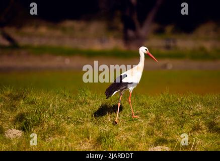 Storch, Zikonie Zikonie, geht über grünen grasbewachsenen Hügel auf der Suche nach Nahrung Stockfoto